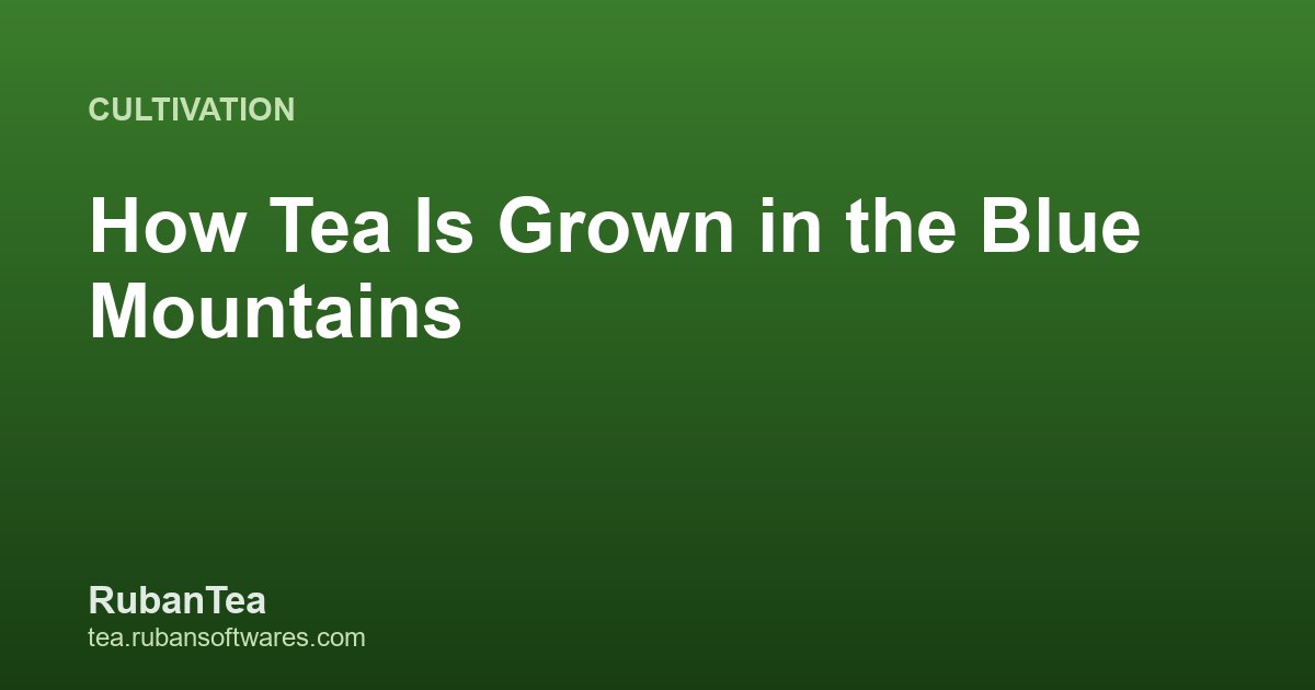 How Tea Is Grown in the Blue Mountains